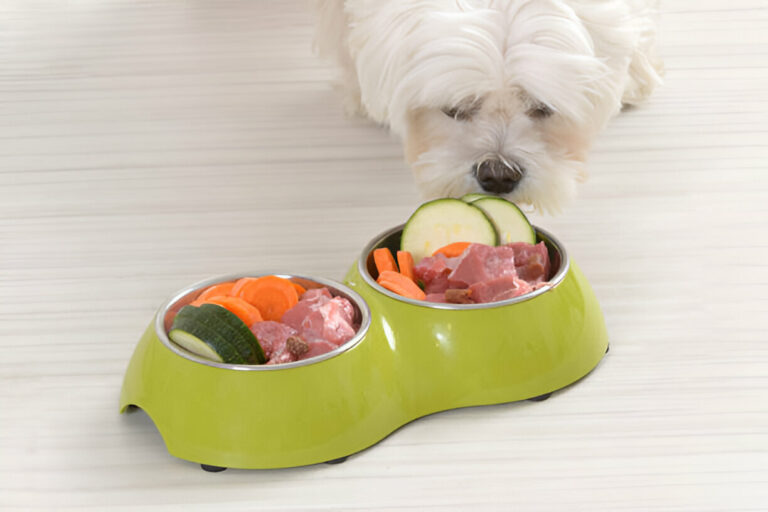 Creating a Balanced Diet for Your Pet: A Comprehensive Guide